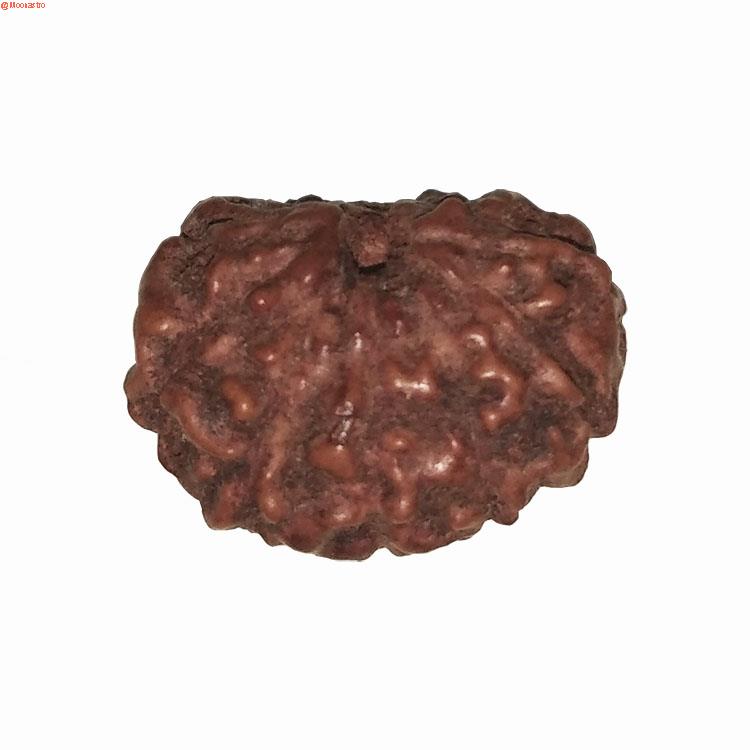 12 Mukhi Rudraksha